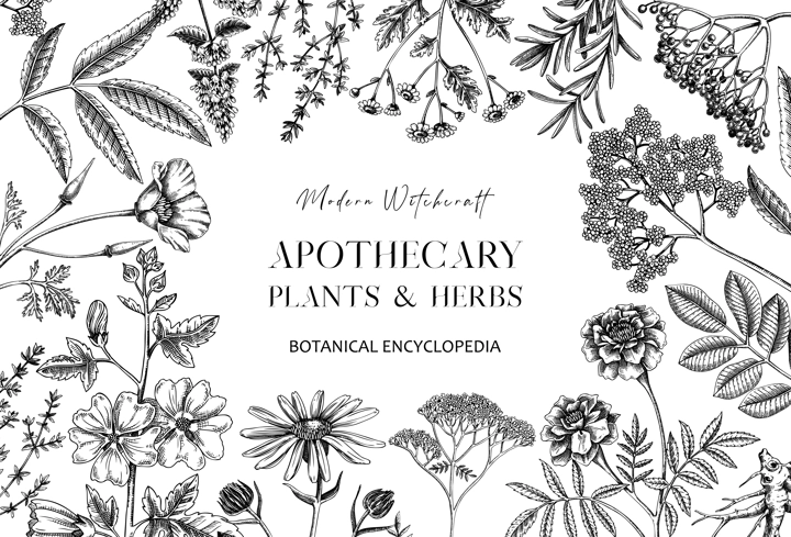 Apothecary plant banner design. Witchcraft background. Herbal remedies, medicinal plants, witch herbs hand-drawn vector illustration. Vinatge card template. NOT AI genereted